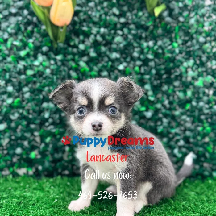 Apple Head Chihuahua image