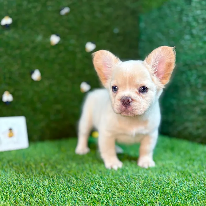 Fluffy French Bulldog image
