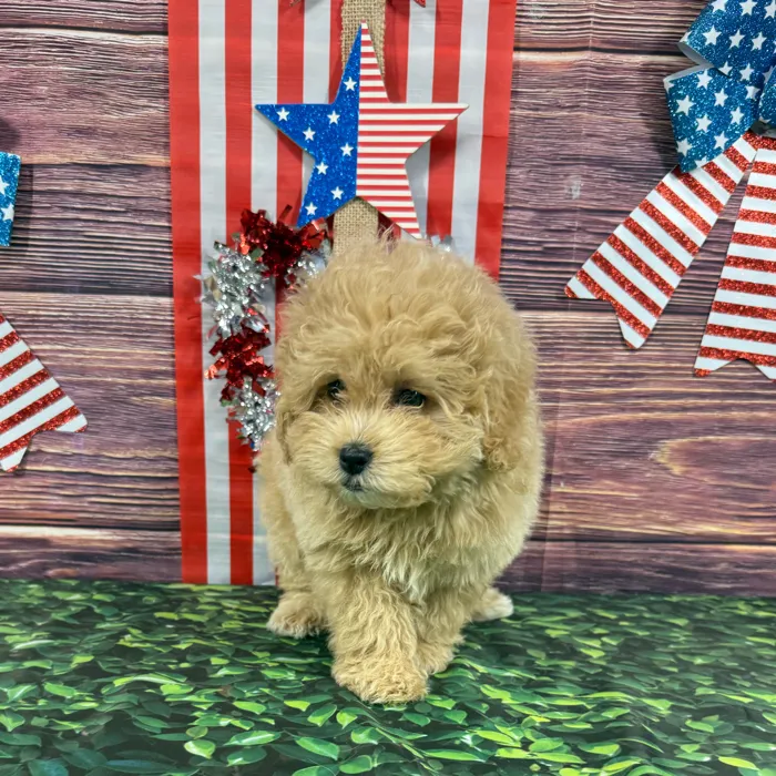 Malshi-Poodle image
