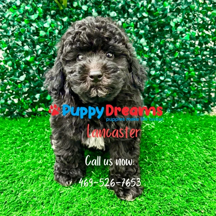 toy Poodle image