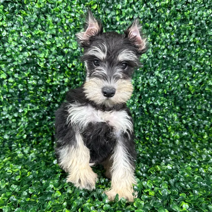 Schnauzer image