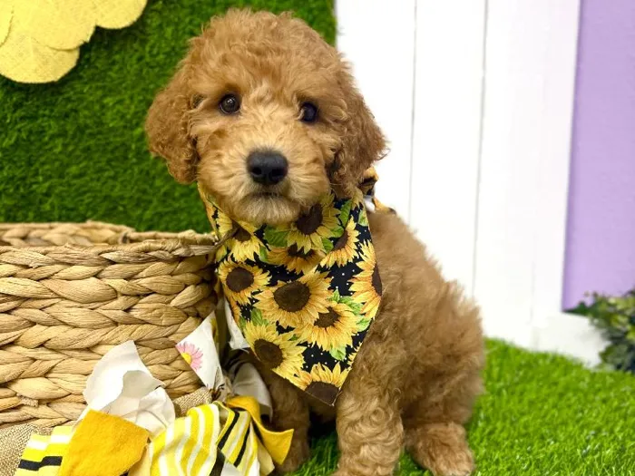 Male 2nd Gen Mini Goldendoodle Puppy for Sale in Puyallup, WA