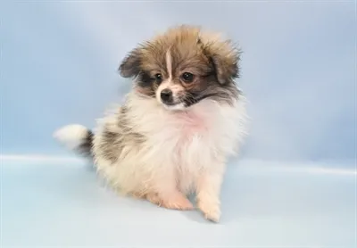 PomChi image
