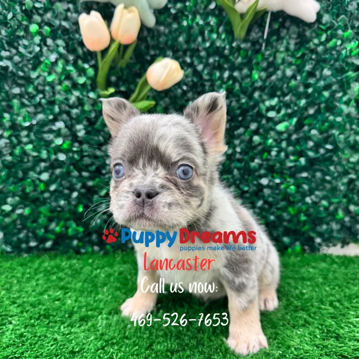 Fluffy French Bulldog image