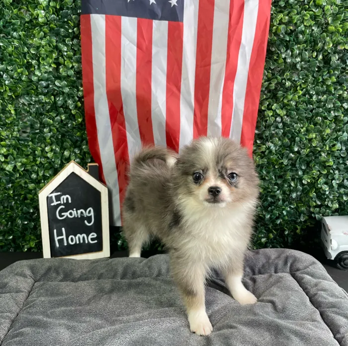 Male Pomchi puppy named Jerry for sale at Puppy Dreams - West Little Rock.