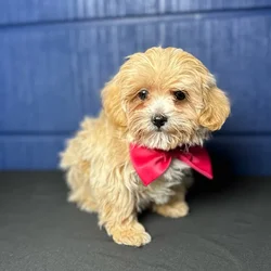 car_main_img_/media/ap_media/pets/ADRQNUCFPAIG119227.webp.250x250_q85.webp