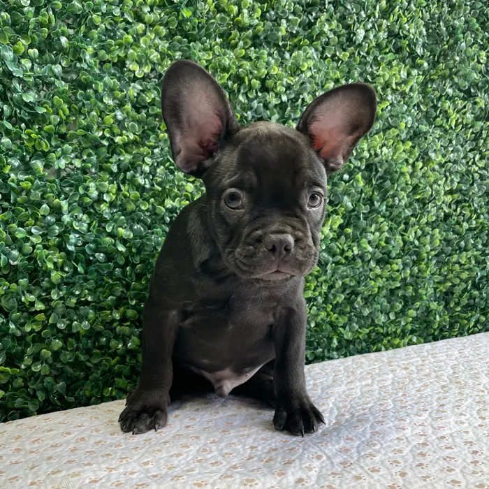 Male French Bulldog puppy named Milhouse for sale at Puppy Dreams - West Little Rock.