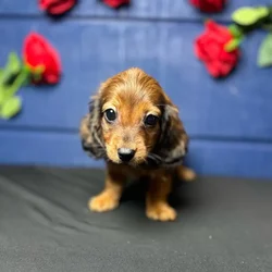 car_main_img_/media/ap_media/pets/APXBVJYAIIXJ122115.webp.250x250_q85.webp