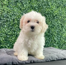 Female Maltese puppy named Chanel for sale at Puppy Dreams - West Little Rock.
