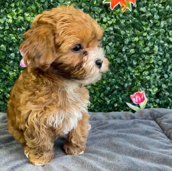 Female Shipoo puppy named Ginger for sale at Puppy Dreams - West Little Rock.