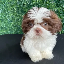 Male Shih Tzu puppy named Hershey for sale at Puppy Dreams - West Little Rock.