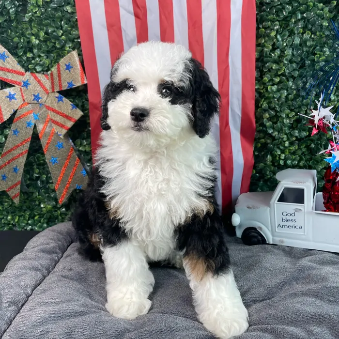 Female Bernedoodle puppy named Mrs Potato Head for sale at Puppy Dreams - West Little Rock.