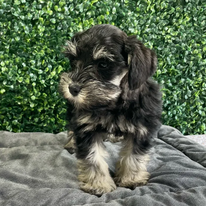 Male Schnauzer puppy named Moe for sale at Puppy Dreams - West Little Rock.