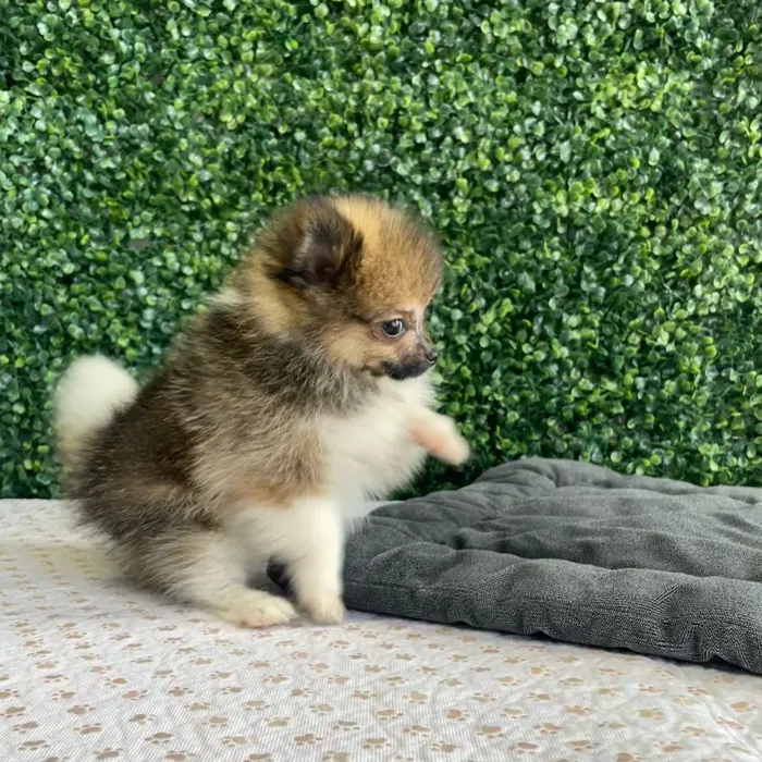 Male Pomeranian puppy named Santa'S Helper for sale at Puppy Dreams - West Little Rock.