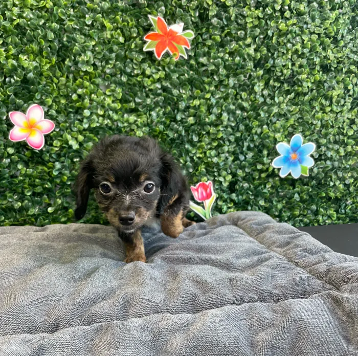 Female Chiweenie puppy named Chai for sale at Puppy Dreams - West Little Rock.
