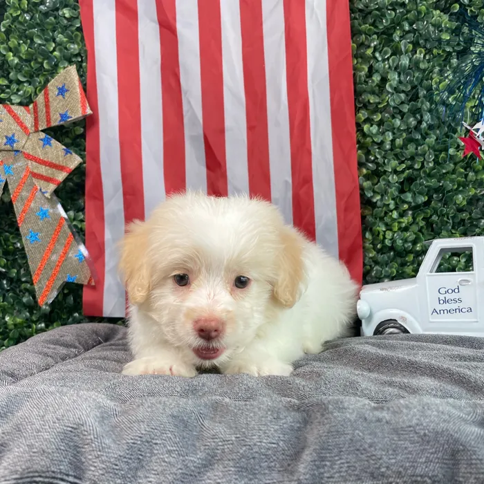 Male Pom-A-Poo puppy named Blaze for sale at Puppy Dreams - West Little Rock.