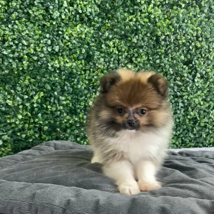 Male Pomeranian puppy named Santa'S Helper for sale at Puppy Dreams - West Little Rock.