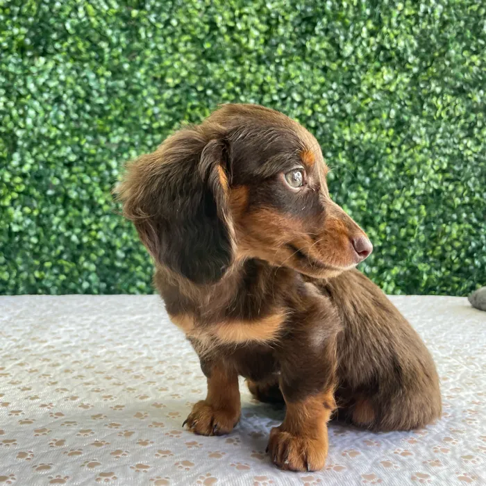 Male Dachshund puppy named Ned for sale at Puppy Dreams - West Little Rock.
