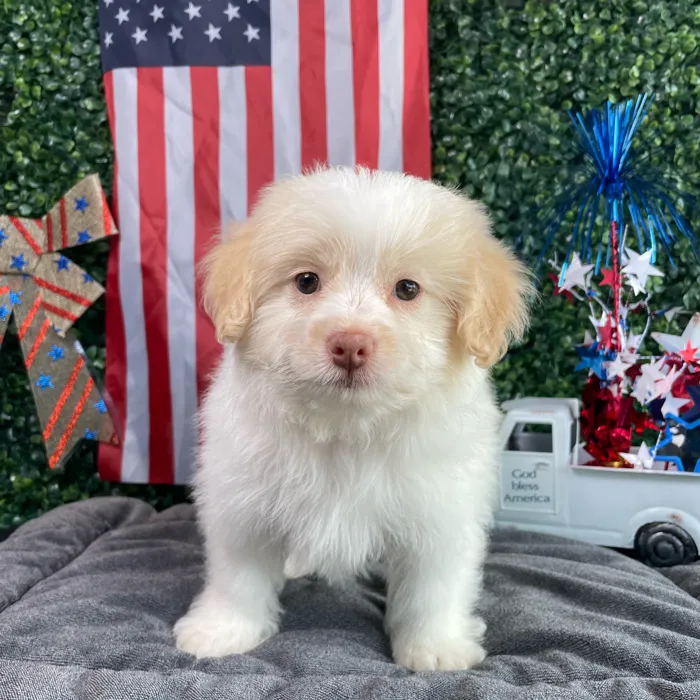 Male Pom-A-Poo puppy named Blaze for sale at Puppy Dreams - West Little Rock.