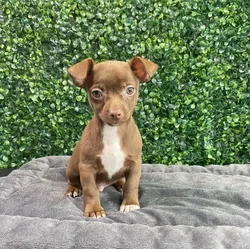 Male Chihuahua puppy named Barkenstock for sale at Puppy Dreams - West Little Rock.