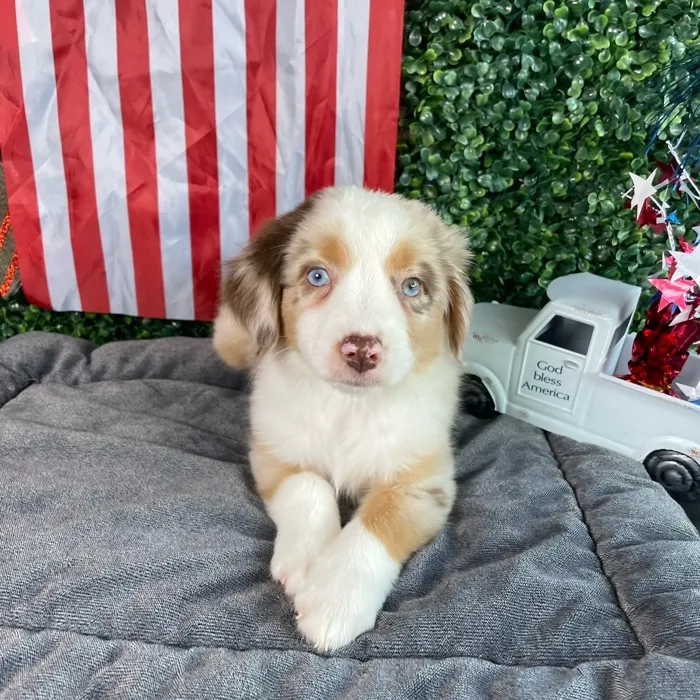 Female Mini Aussie puppy named Bo Peep for sale at Puppy Dreams - West Little Rock.
