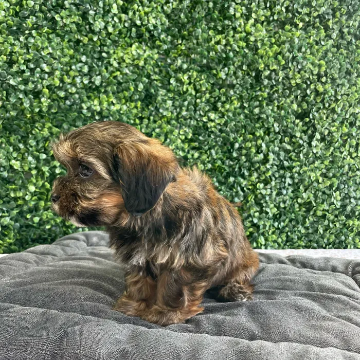 Female Shorkie puppy named Thelma for sale at Puppy Dreams - West Little Rock.