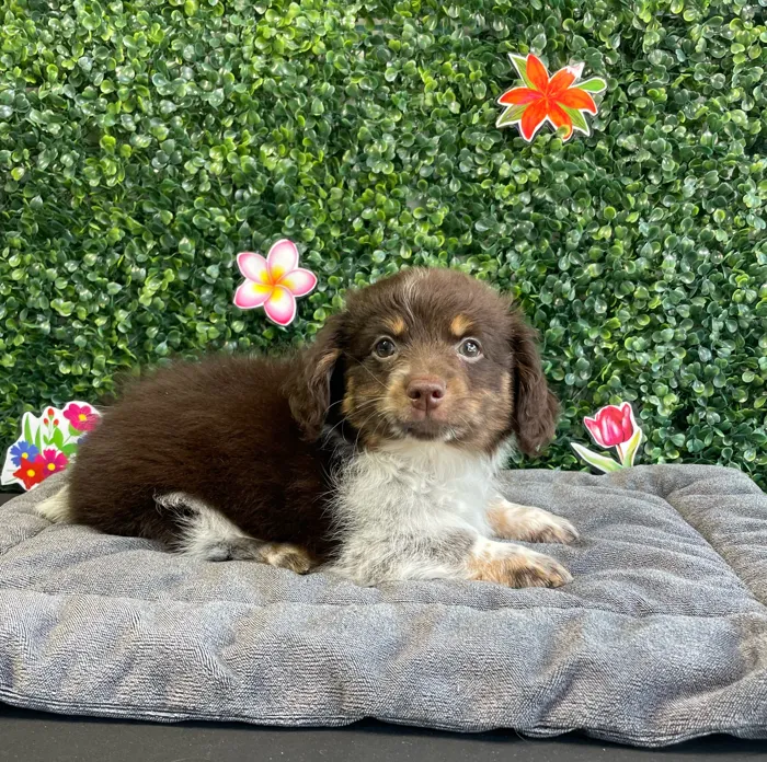 Male Pomeranian/Dachshund puppy named Boone for sale at Puppy Dreams - West Little Rock.