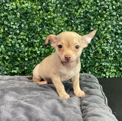 Male Chihuahua puppy named Romper for sale at Puppy Dreams - West Little Rock.