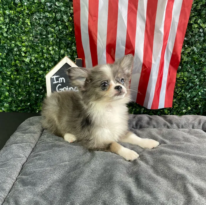 Male Pomchi puppy named Jerry for sale at Puppy Dreams - West Little Rock.