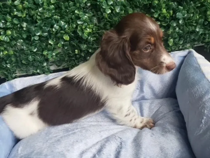 Female Dachshund Puppy for Sale in Little Rock, AR