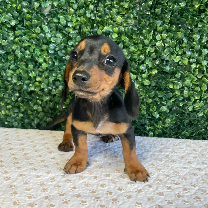Female Dachshund puppy named Marge for sale at Puppy Dreams - West Little Rock.