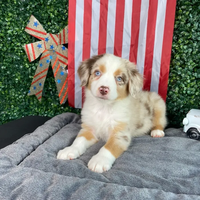 Female Mini Aussie puppy named Bo Peep for sale at Puppy Dreams - West Little Rock.