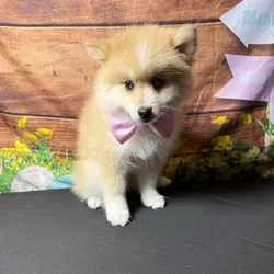 car_main_img_/media/ap_media/pets/CCPUYOULFVJT118218.webp.250x250_q85.webp