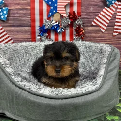 car_main_img_/media/ap_media/pets/CFHTOSFHISUJ122658.webp.250x250_q85.webp