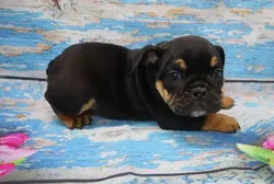 car_main_img_/media/ap_media/pets/CFLJZESBSETN118049.webp.250x250_q85.webp