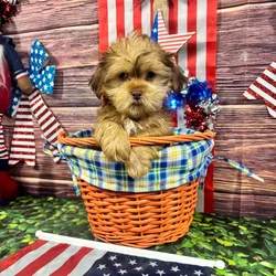 car_main_img_/media/ap_media/pets/CHEMEQBGYTKK120655.webp.250x250_q85.webp