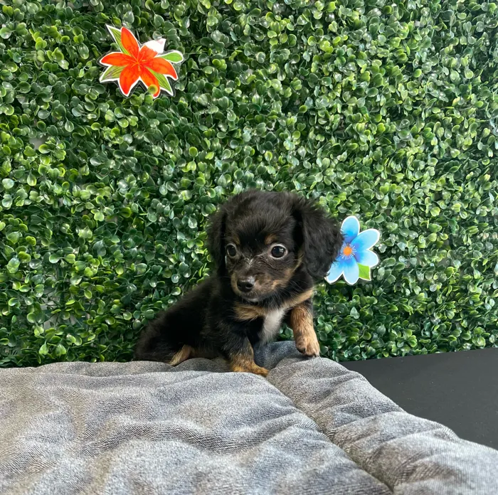 Female Chiweenie puppy named Chai for sale at Puppy Dreams - West Little Rock.