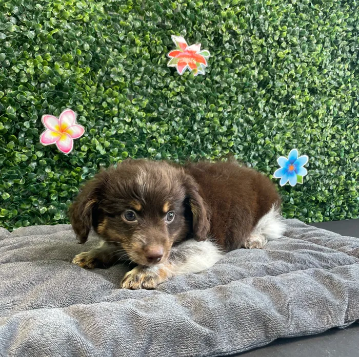 Male Pomeranian/Dachshund puppy named Boone for sale at Puppy Dreams - West Little Rock.