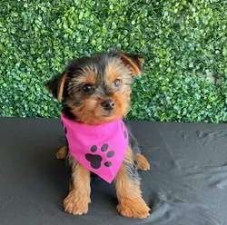 Female Yorkie puppy named Ethyl for sale at Puppy Dreams - West Little Rock.
