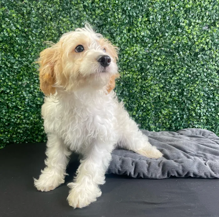 Male Cockapoo puppy named Bluebell for sale at Puppy Dreams - West Little Rock.