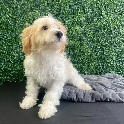 Male Cockapoo puppy named Bluebell for sale at Puppy Dreams - West Little Rock.