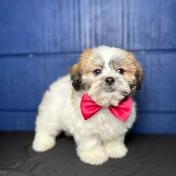 car_main_img_/media/ap_media/pets/CWZQBPJJKSWF119224.webp.250x250_q85.webp