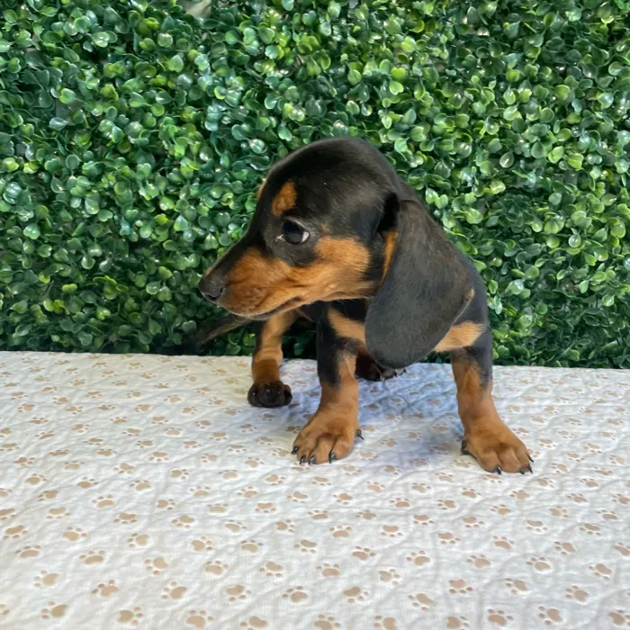 Female Dachshund puppy named Marge for sale at Puppy Dreams - West Little Rock.