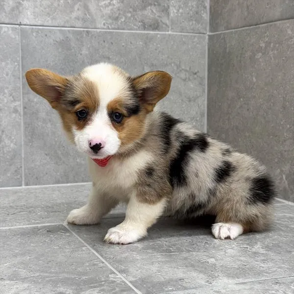 Female Pembroke Welsh Corgi puppy for sale at Puppy Dreams - South Little Rock.