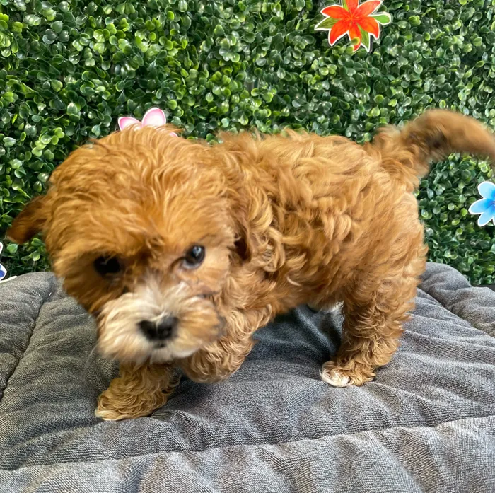 Female Shipoo puppy named Ginger for sale at Puppy Dreams - West Little Rock.