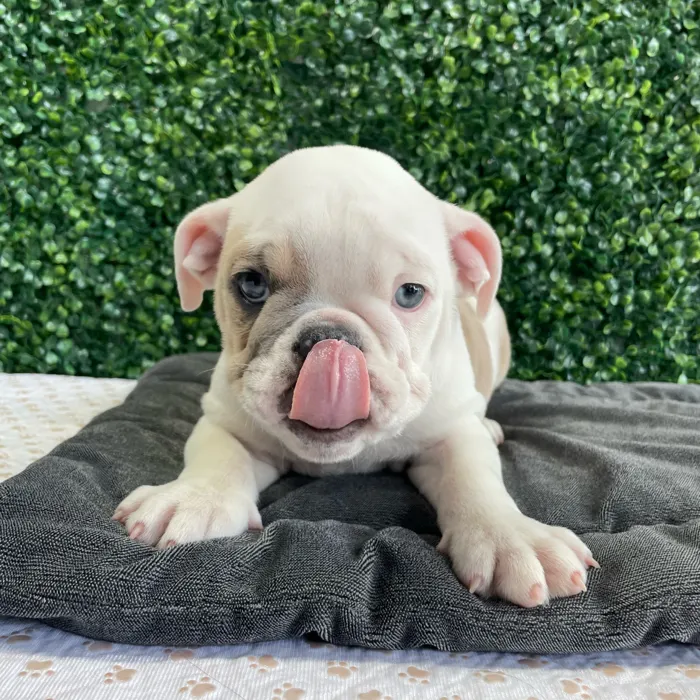 Male English Bulldog puppy named Krusty for sale at Puppy Dreams - West Little Rock.