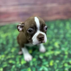 car_main_img_/media/ap_media/pets/DXAFBKZHGQTQ127454.webp.250x250_q85.webp