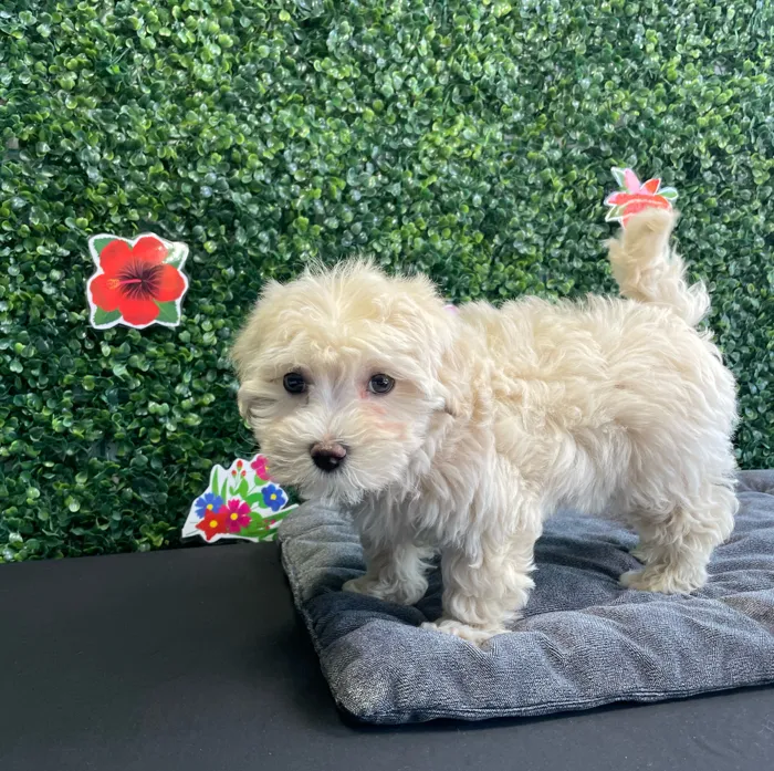 Female Maltipoo puppy named Saffron for sale at Puppy Dreams - West Little Rock.