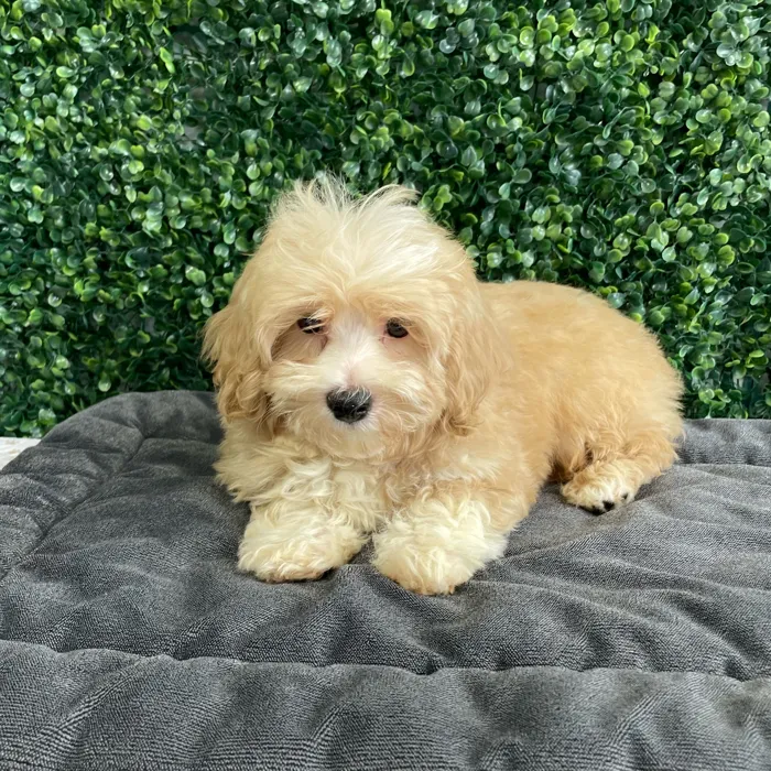 Male Bichon-Poodle puppy named Herb for sale at Puppy Dreams - West Little Rock.