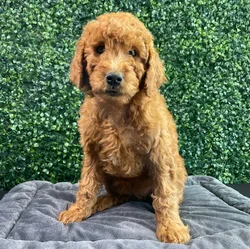 Female Mini Poodle-Mini Goldendoodle puppy named Macy for sale at Puppy Dreams - West Little Rock.
